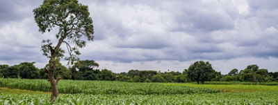 field with crops and trees