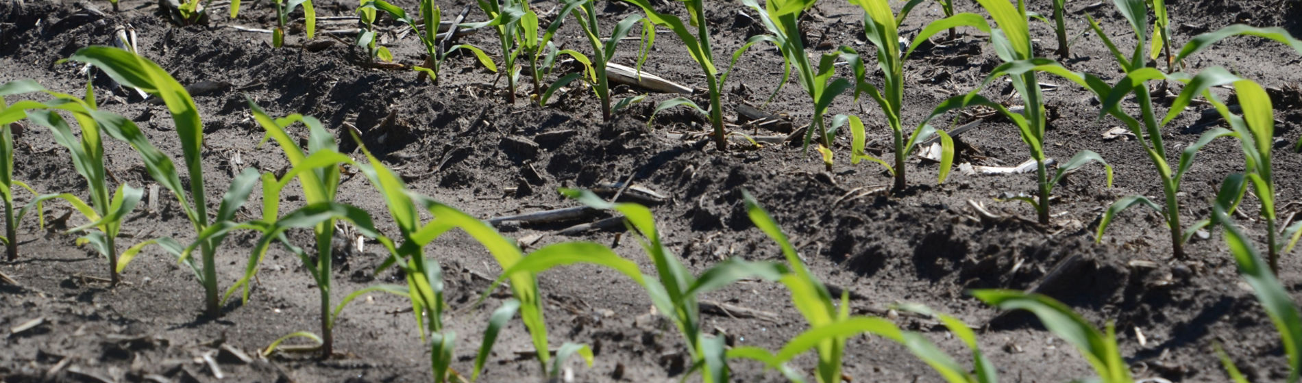 Seedling corn - Cort Seed Treatments