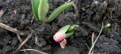 soybean seedling emergence