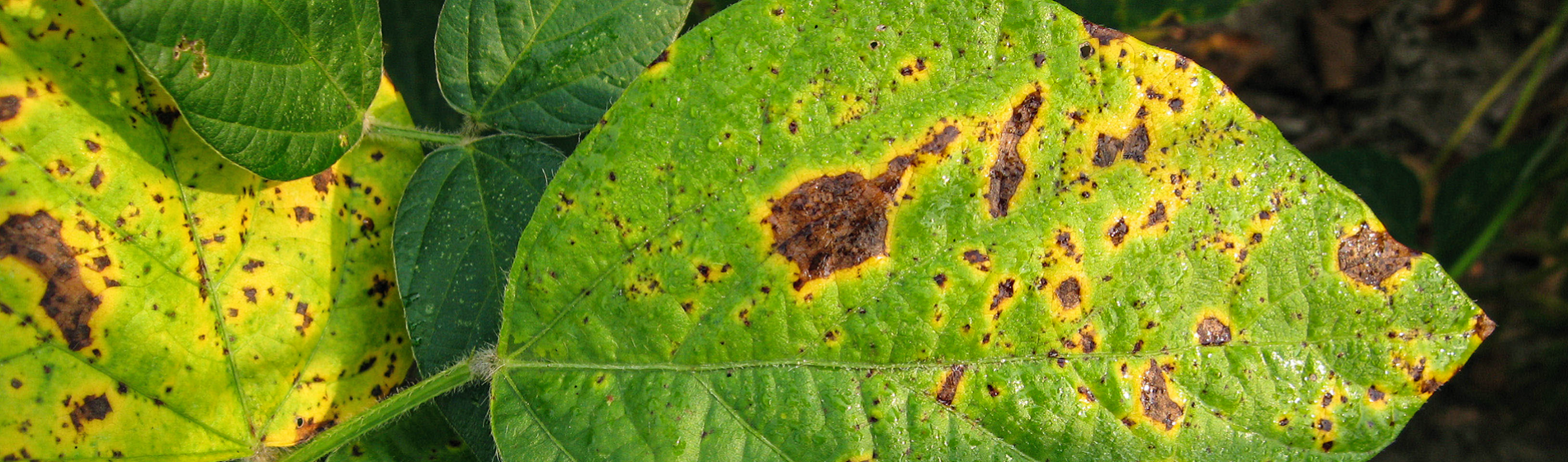 Septoria brown spot on soybean leaf