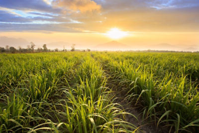 IMG-shutterstock_1689558136-Corteva-LA-BR-V1