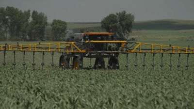 Sidedress in corn