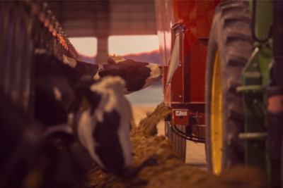 Two cows enjoying Brevant silage