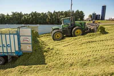 Alfalfa plant closeup - field in background