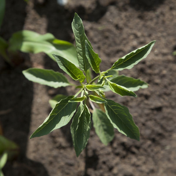 small weed in field