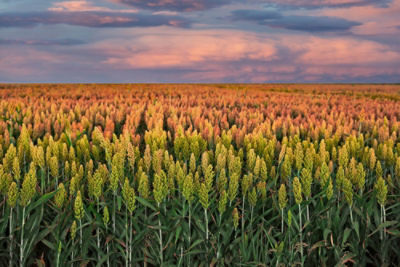 High Yield Grain Sorghum Production