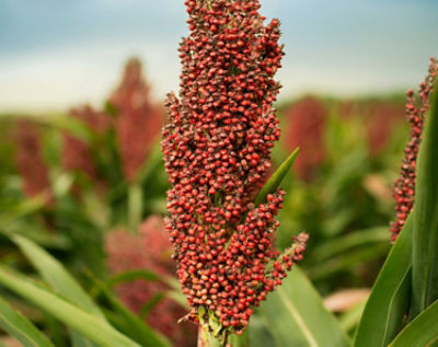 Sorghum plant - closeup in field