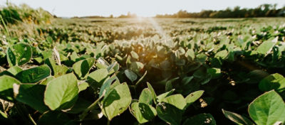 Soybean Field at sunrise