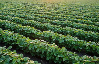 Conventional Soybean Varieties