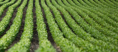 Photo - soybean field - early season