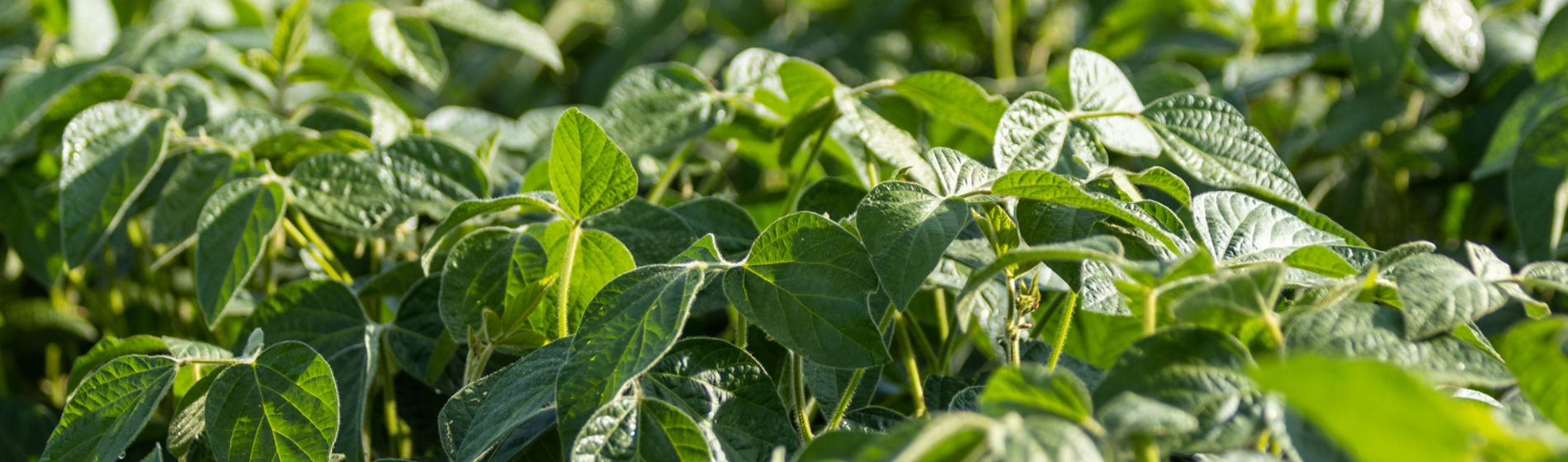soybeans