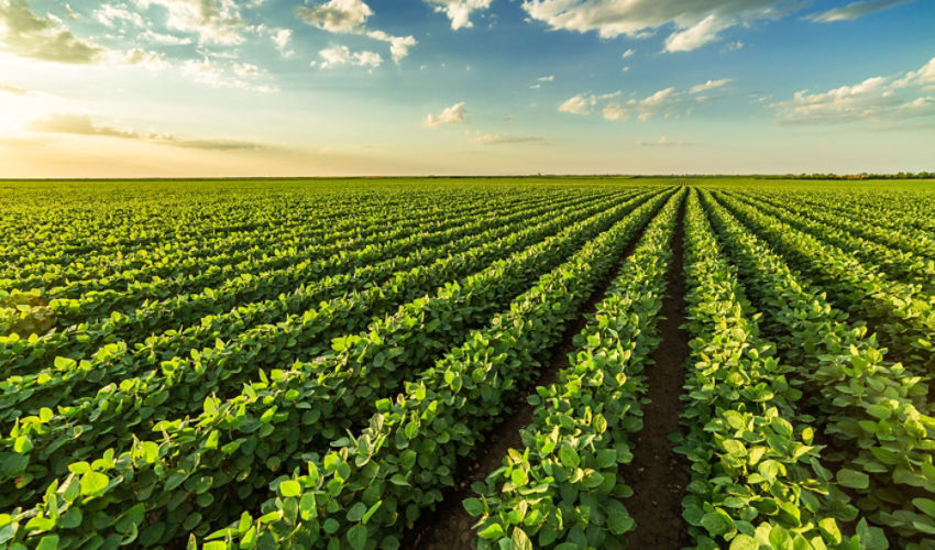 soybean rows