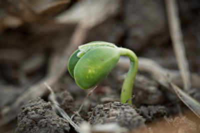Give your Seed a Strong Start.