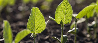 soybean seedlings in field