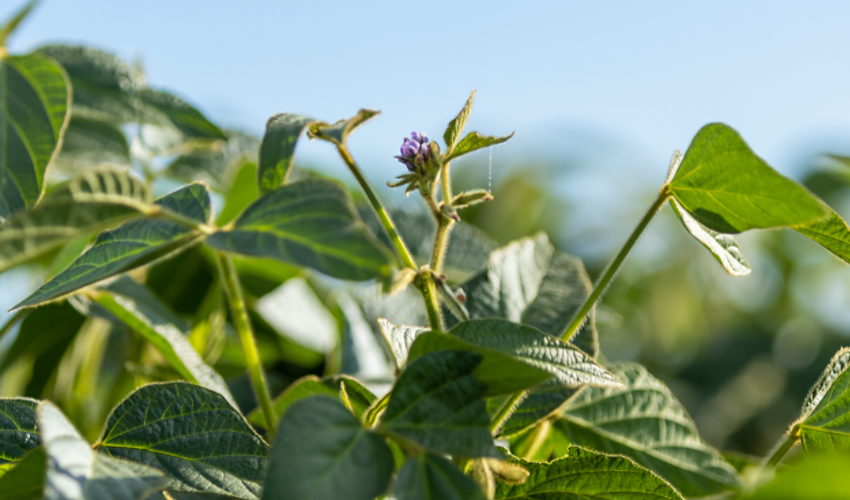 Soybean up close