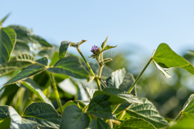 Soybean up close