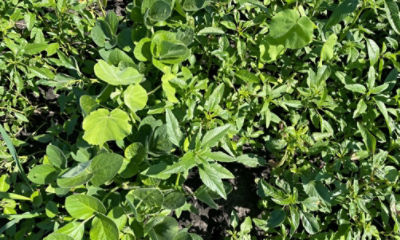 Soybean weeds