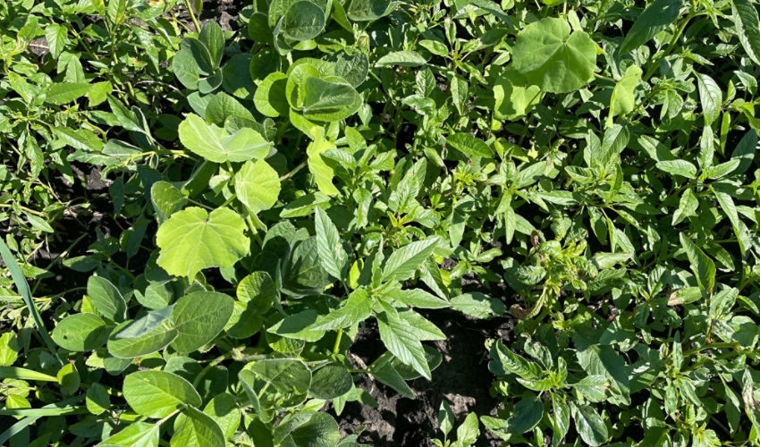 Soybean weeds