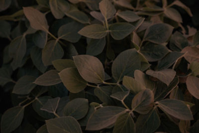 Close up of soybean leaves