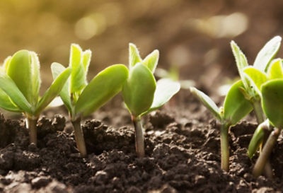 young saplings close up