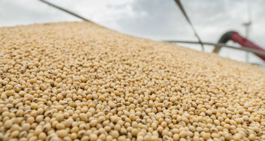 soybeans pile