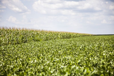 Soybean and Corn Fields