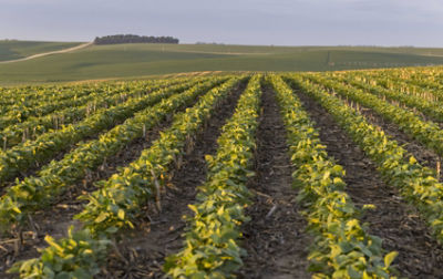 Soybean Seedling Disease
