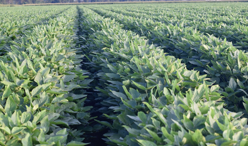 Soybean beauty shot