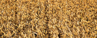Soybean field ready for harvest