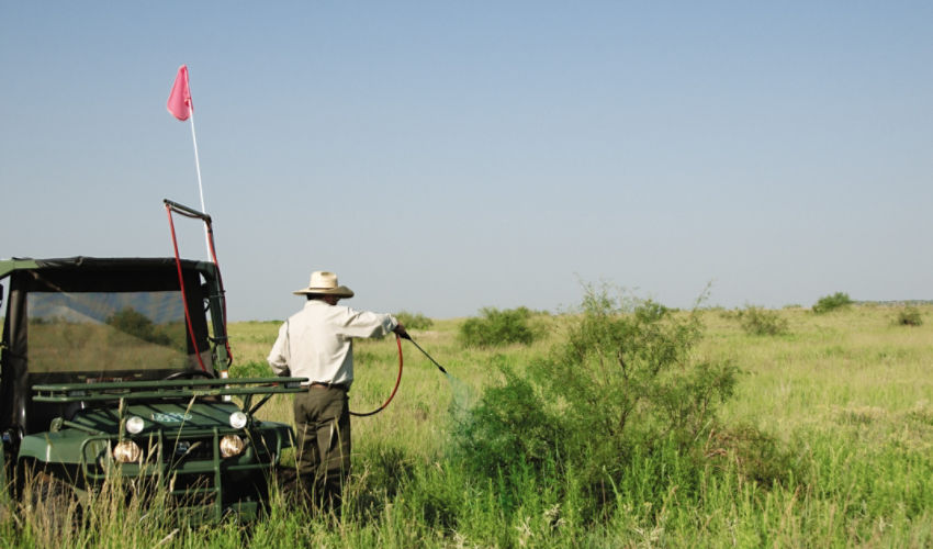 ground broadcast application of mesquite