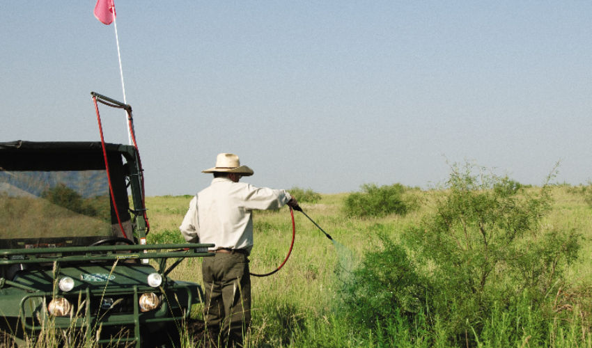 ground broadcast application of mesquite