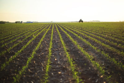 Sprayer in early corn at sunrise