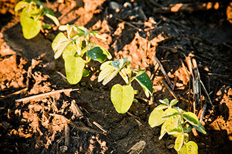 Sprouting soybeans