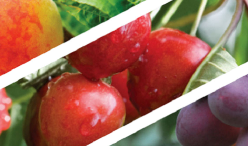 stone fruits