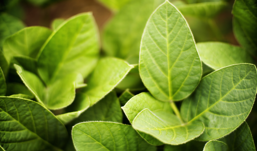 soybean leaves