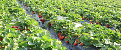 strawberries