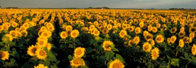 Delivering High Yield Potential Sunflower Hybrids