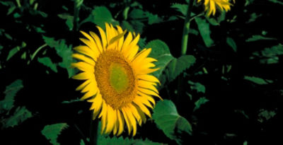 Sunflower in field - full bloom