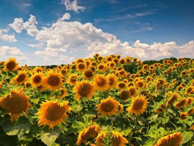 Field of sunflowers