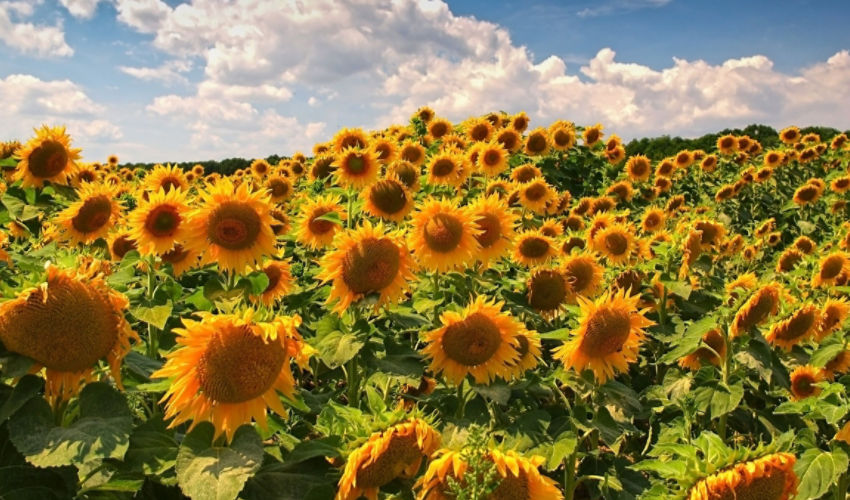 Field of sunflowers