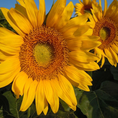 Sunflowers closeup - in bloom