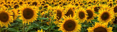 Find the Right Sunflower Hybrid for Every Acre