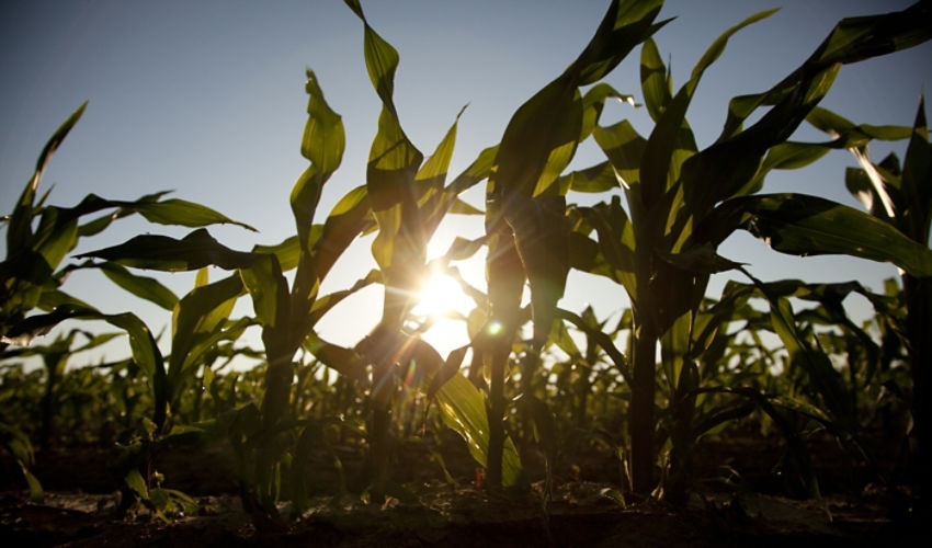 Sunrise through corn stalks