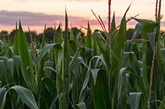 Photo - Cornfield at sunset - midseason