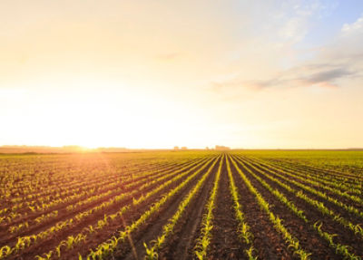 Sunset over corn field spring