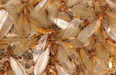 Swarming termites