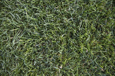 Image of tall fescue