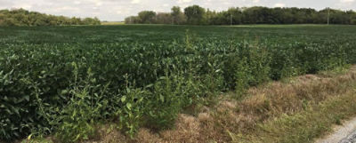 Tall waterhemp along the edge of a soybean field.