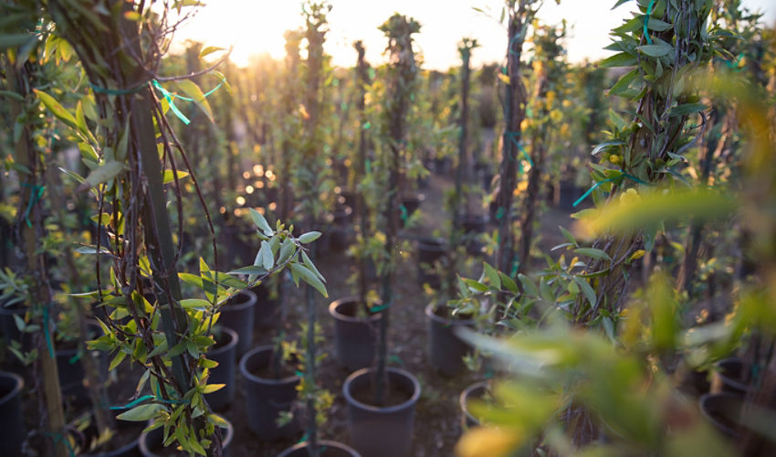 Tall plants in pots