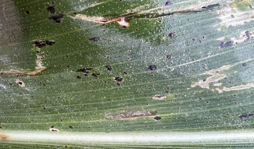 Tar spot on corn leaf